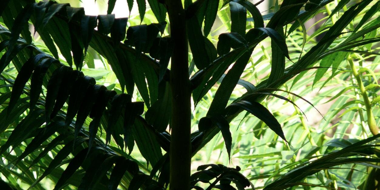 rosigsam's profile banner image