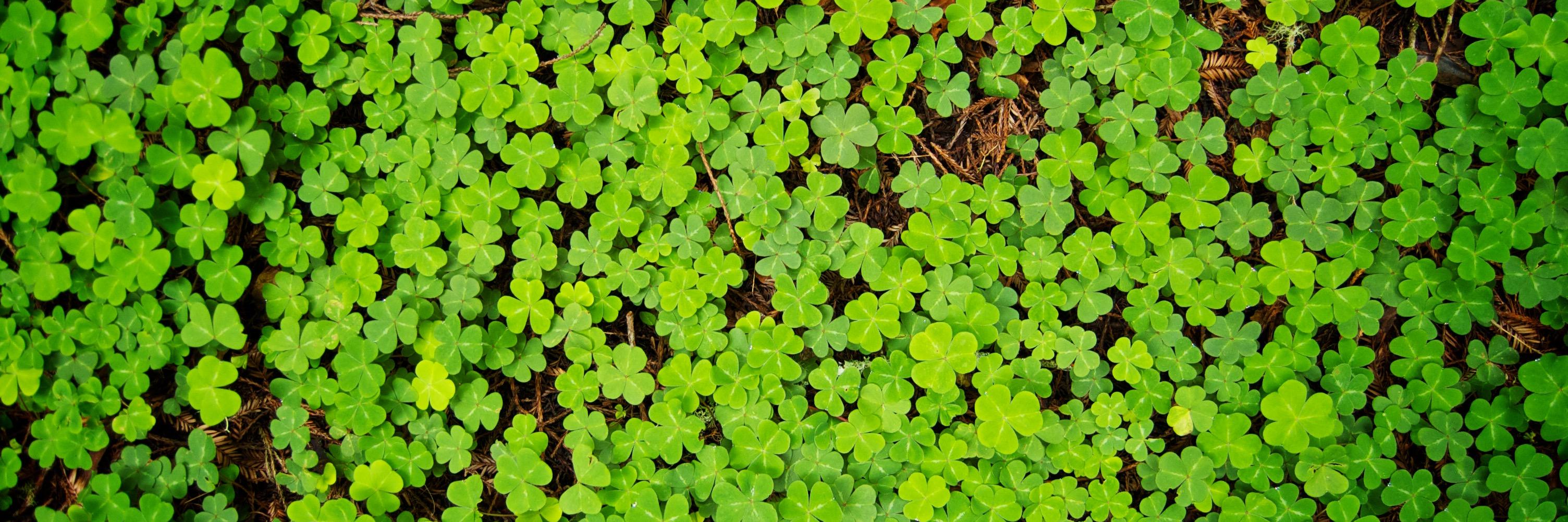 Marcelo Somers banner