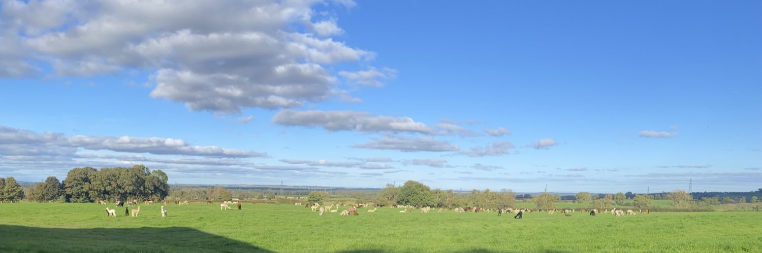 Barnacre Alpacas's banner