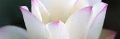 IRENECARRERO1's profile banner image