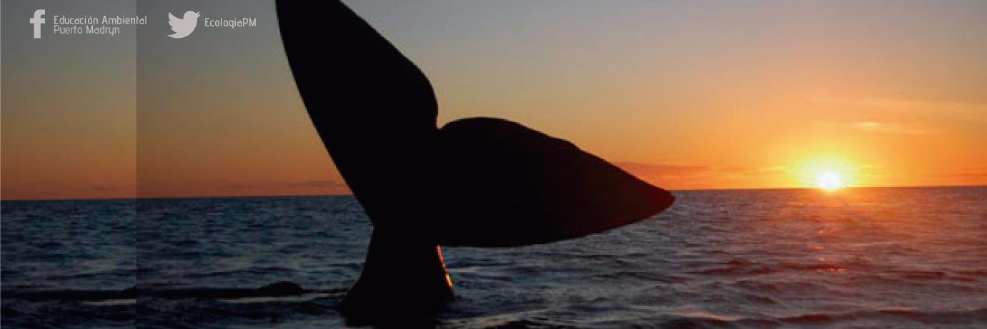 EcologiaPM's profile banner image