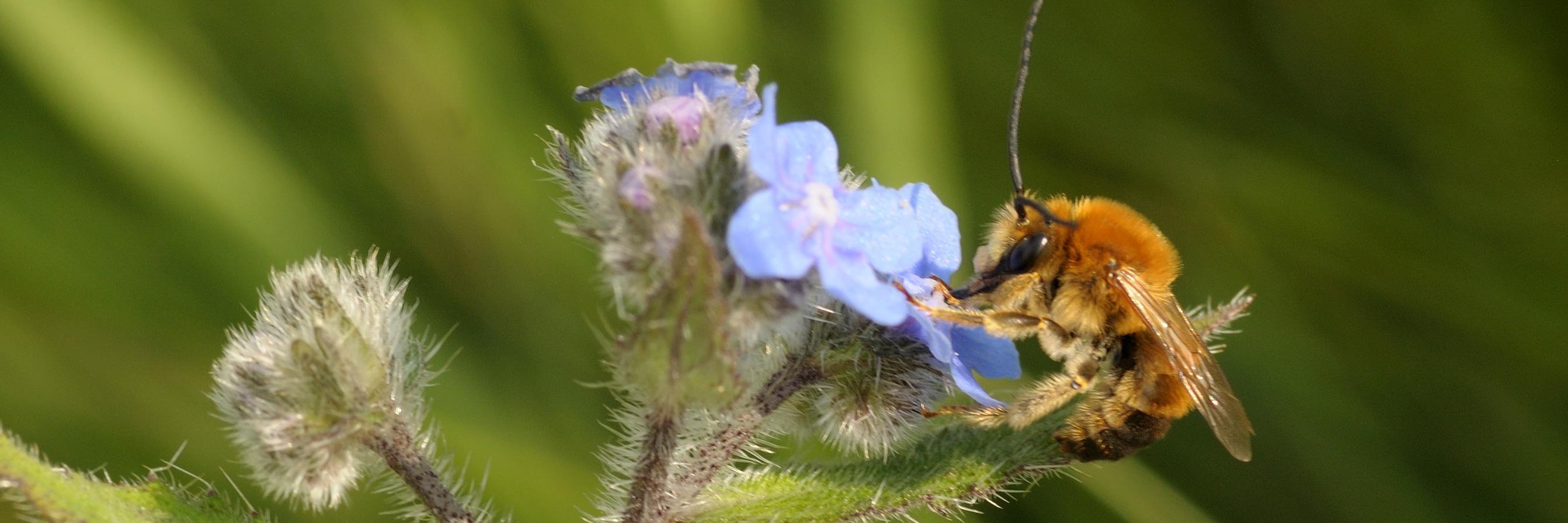 Wildebijen.nl banner