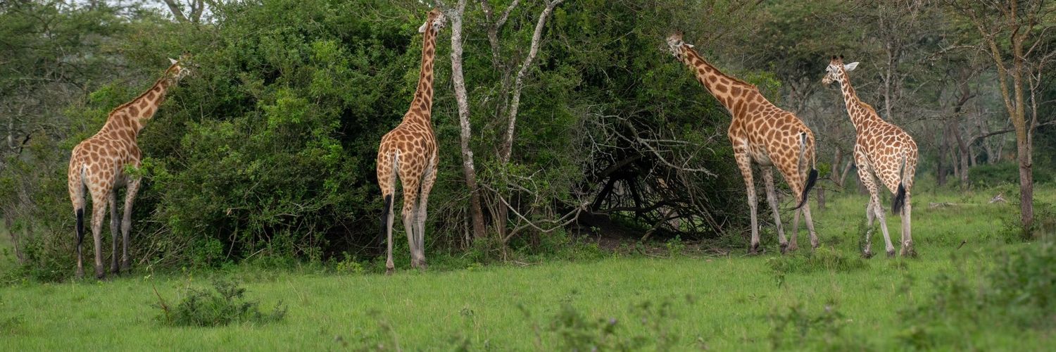MuzBag Safaris Uganda LTD banner