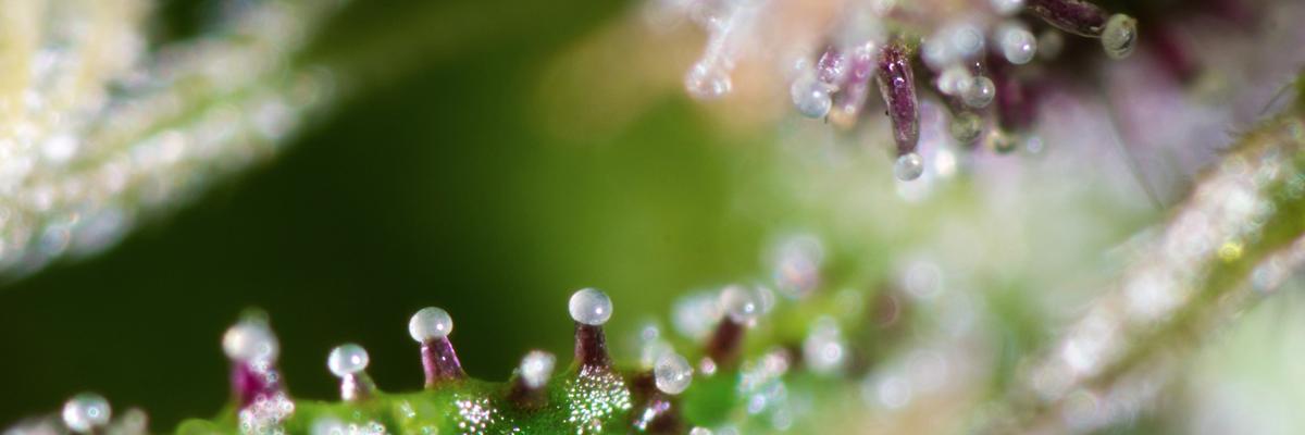 potconcepcion's profile banner image