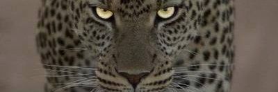 jpj9918's profile banner image