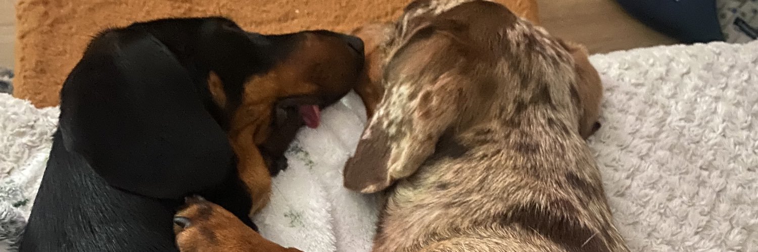 Gerwyn Williams 🏴󠁧󠁢󠁷󠁬󠁳󠁿 #Reform #Trump 💪 banner