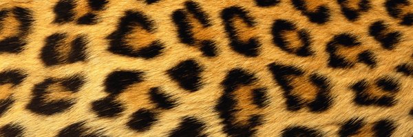 Thrill_Mill Profile Banner