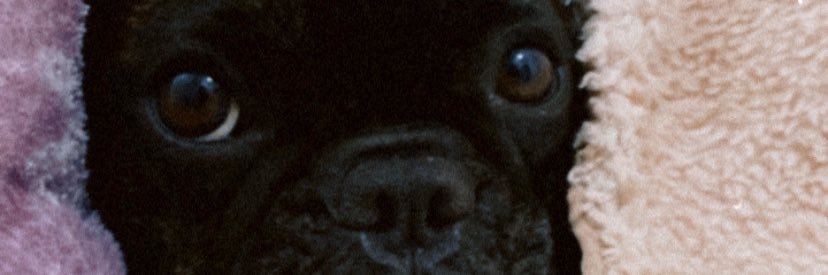 paaollaps's profile banner image