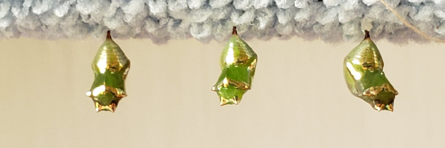 mooseturds banner