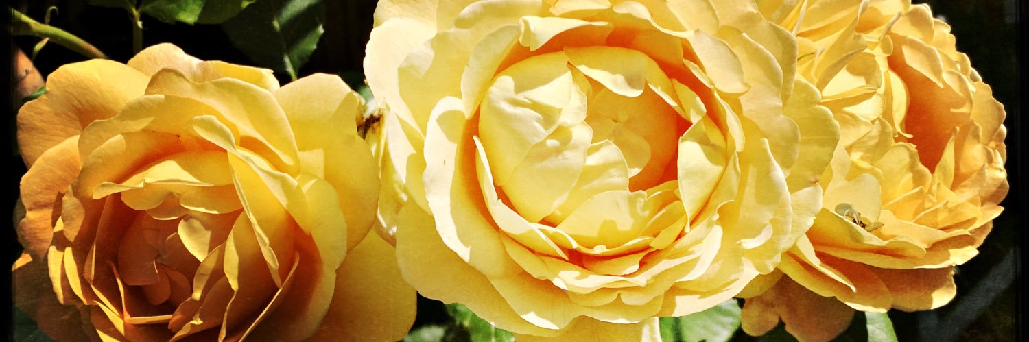 clpdown's profile banner image