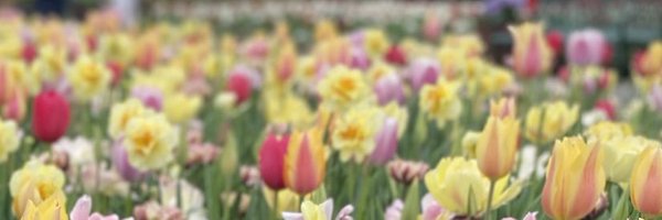 laralindsey Profile Banner