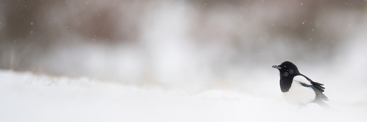 Jack_Newcombe_'s profile banner image