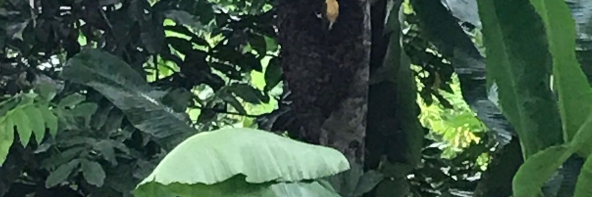 lisettehaury's profile banner image