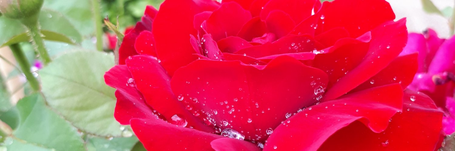 drmalikarimi's profile banner image
