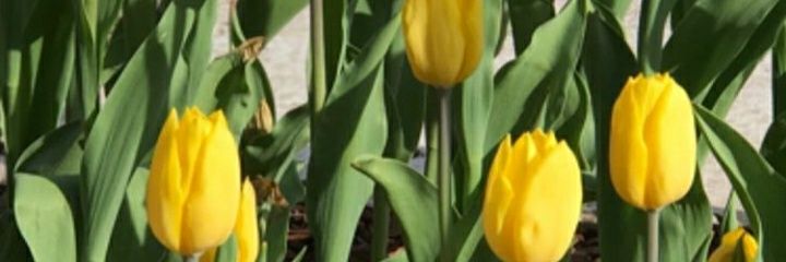 Ana Mar 🇦🇷 banner