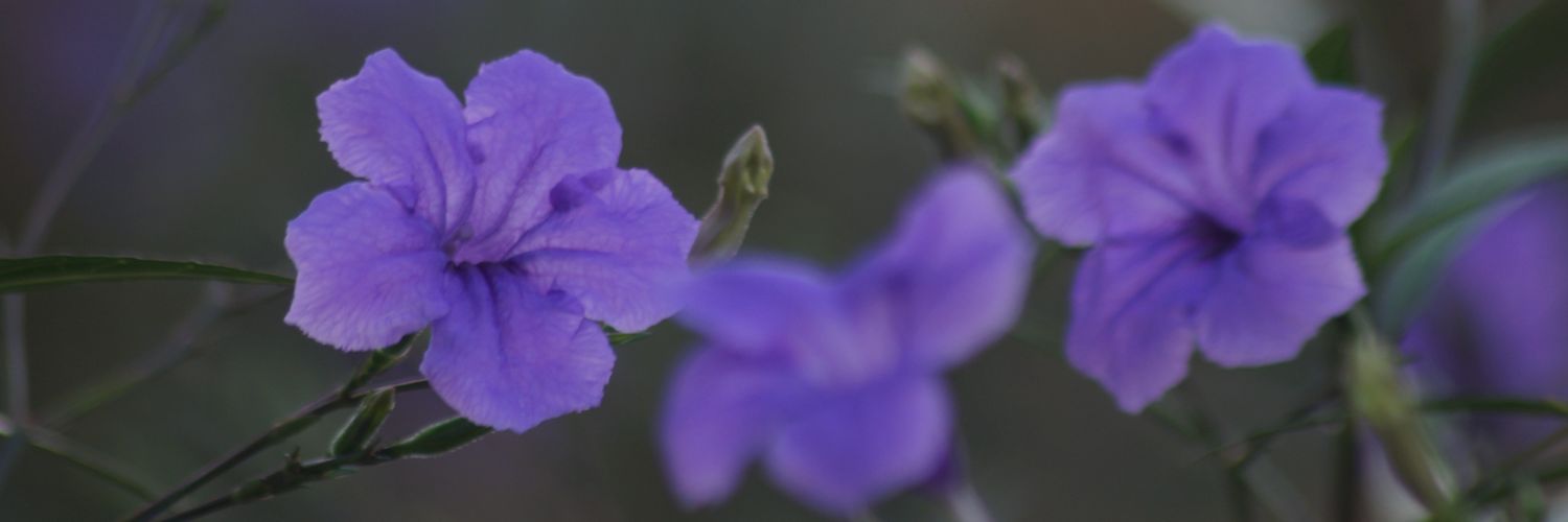 Geordy Valianto banner