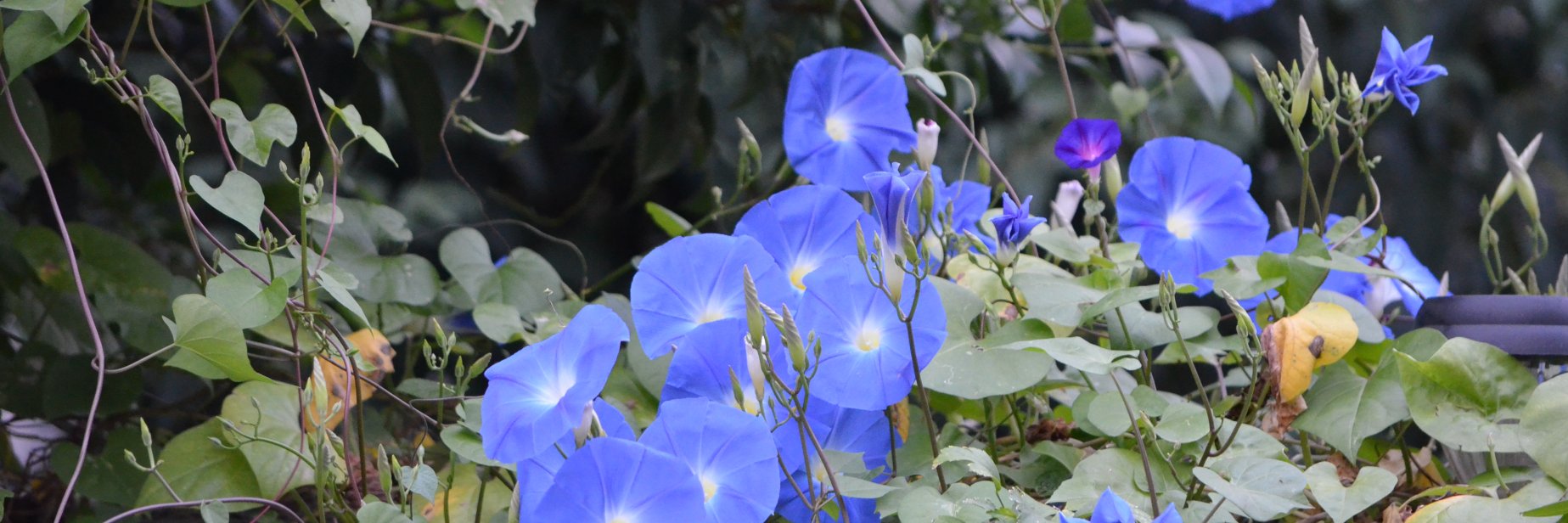 tracydthayer's profile banner image