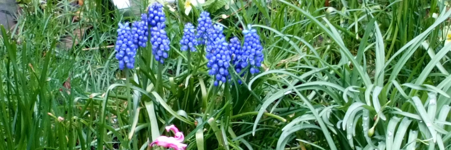Jenny Ford banner
