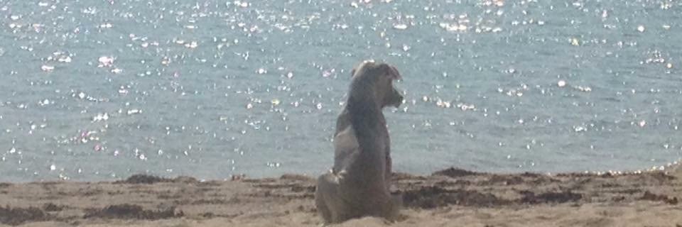 Rebecca รีเบคก้า banner