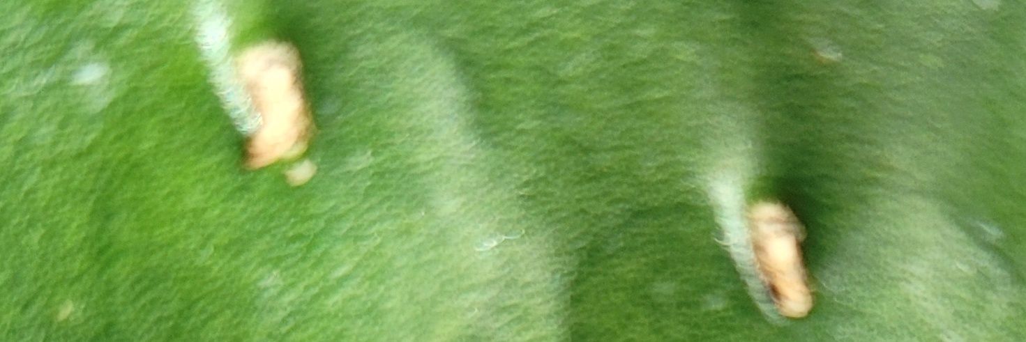 G E Llowell #Resist #RightToChoose #VoteBlue2022 banner