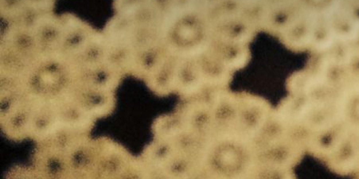 maypalavras's profile banner image