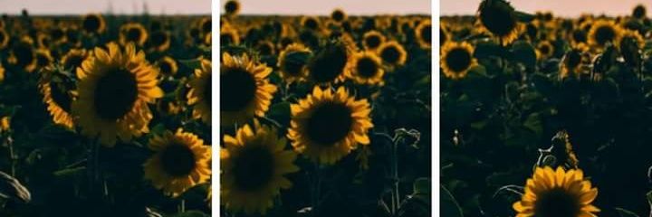 munozm223's profile banner image