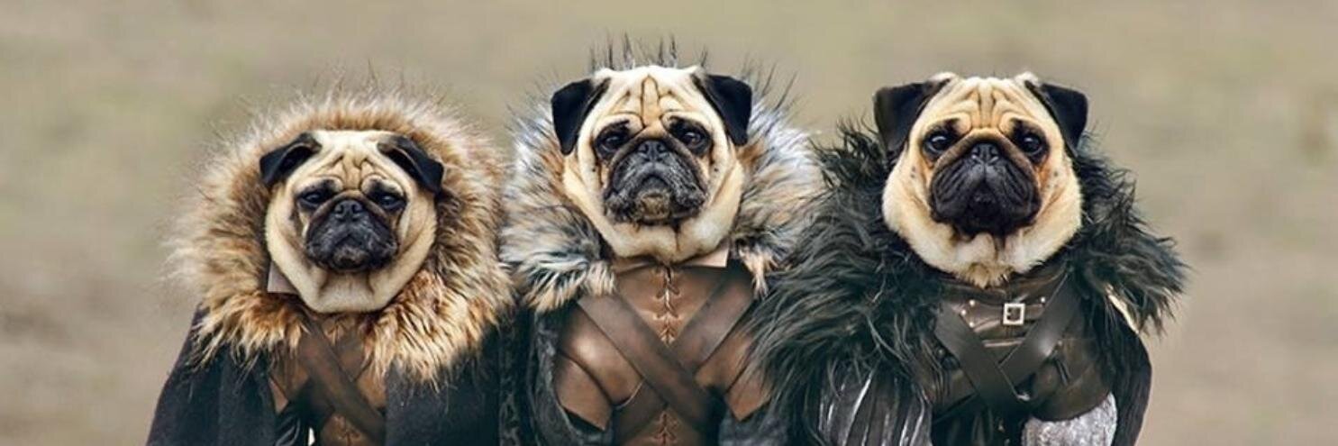 picsofpugs's profile banner image