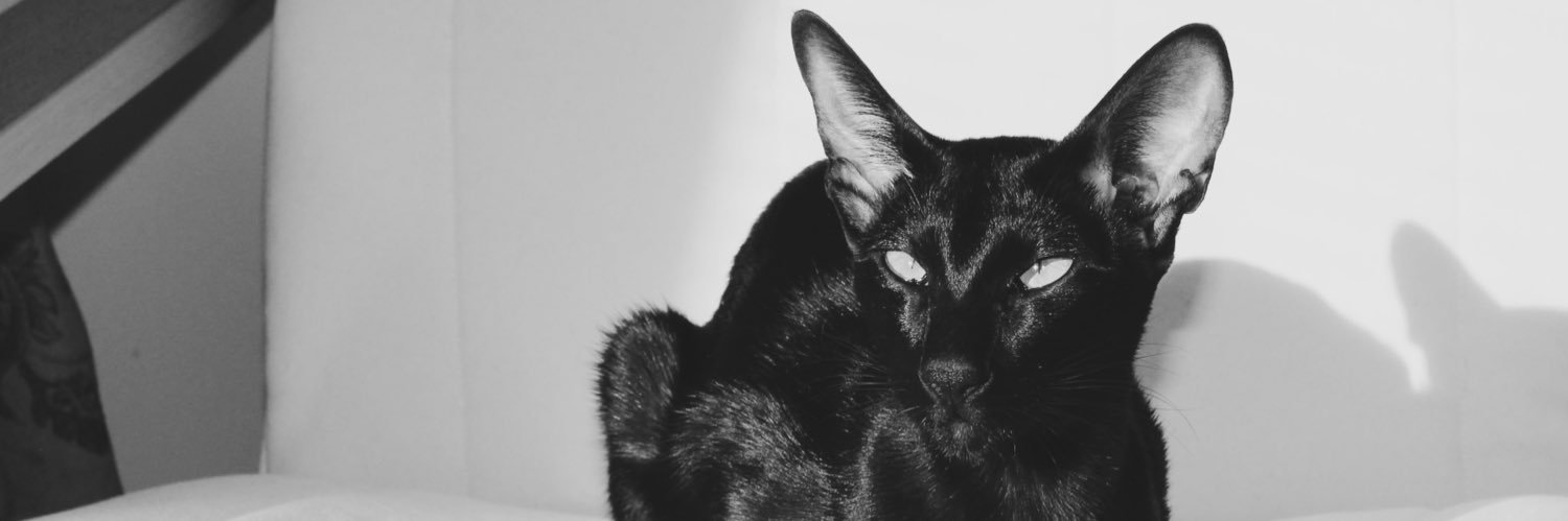 maiamartus's profile banner image