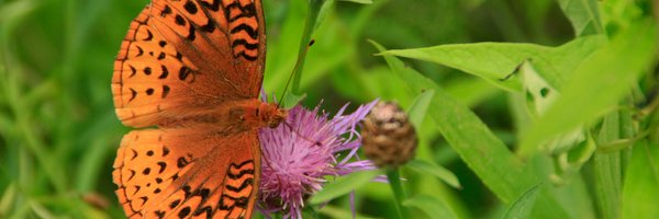 LovelessLotus Profile Banner