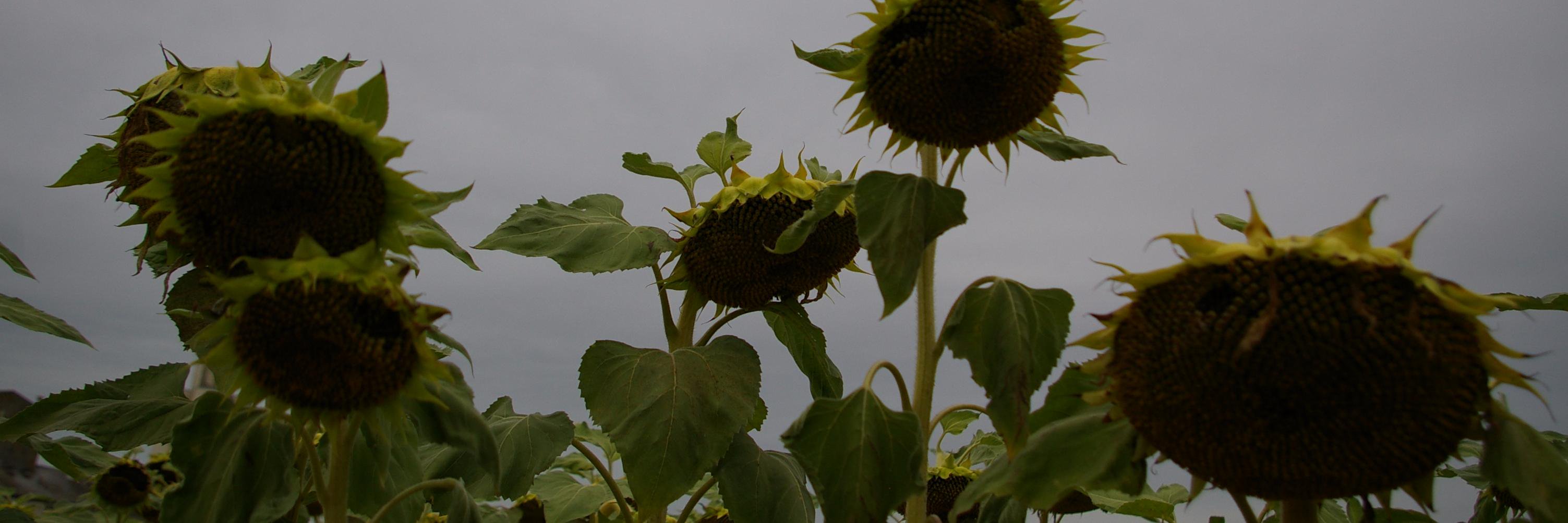 chloemfield's profile banner image