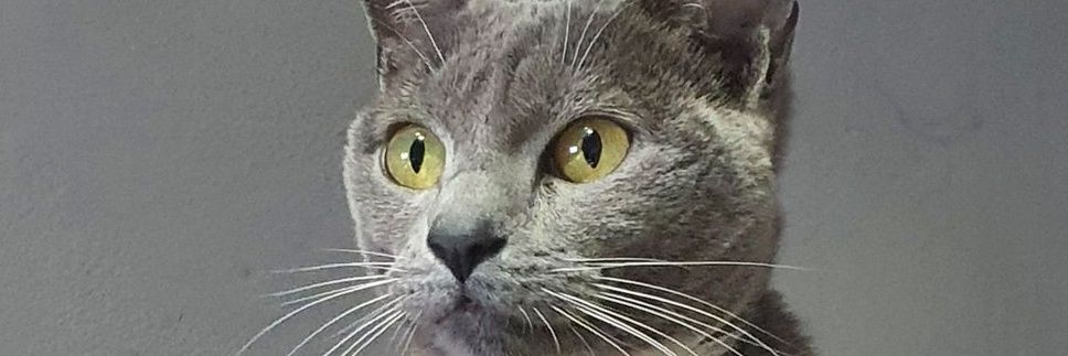 Pipita❤‍🔥 banner