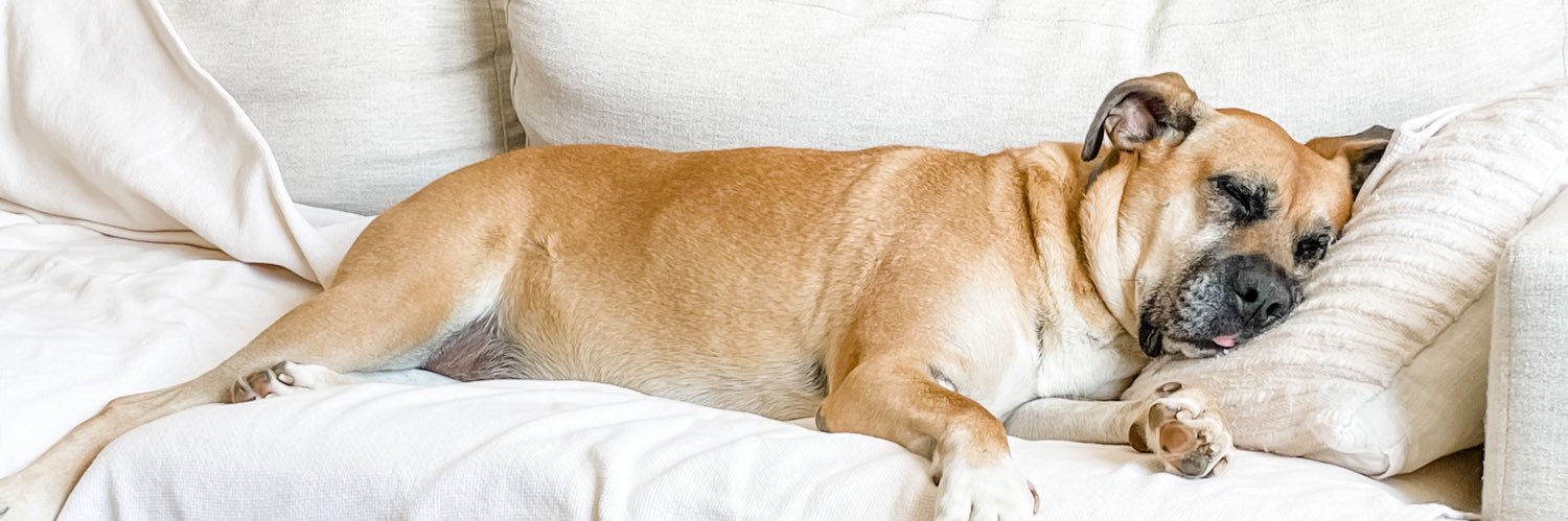 Marion Campbell banner