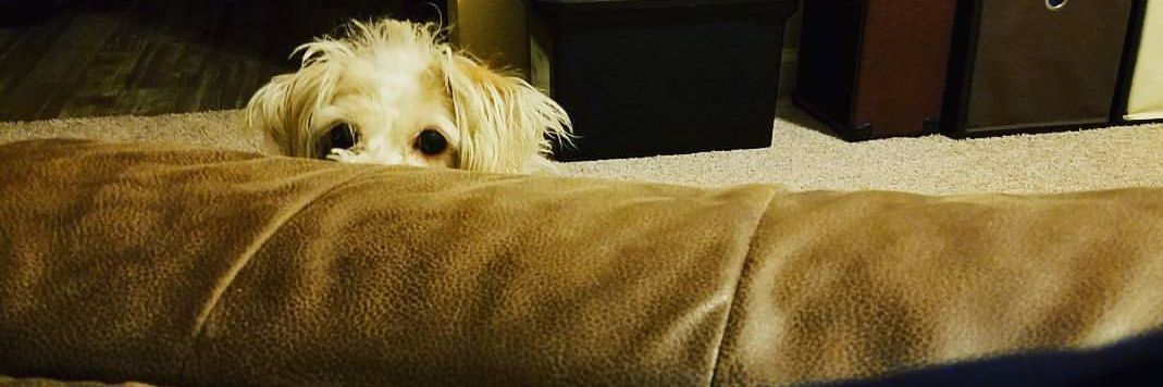 BindyShay 🌻🏳️‍🌈 banner