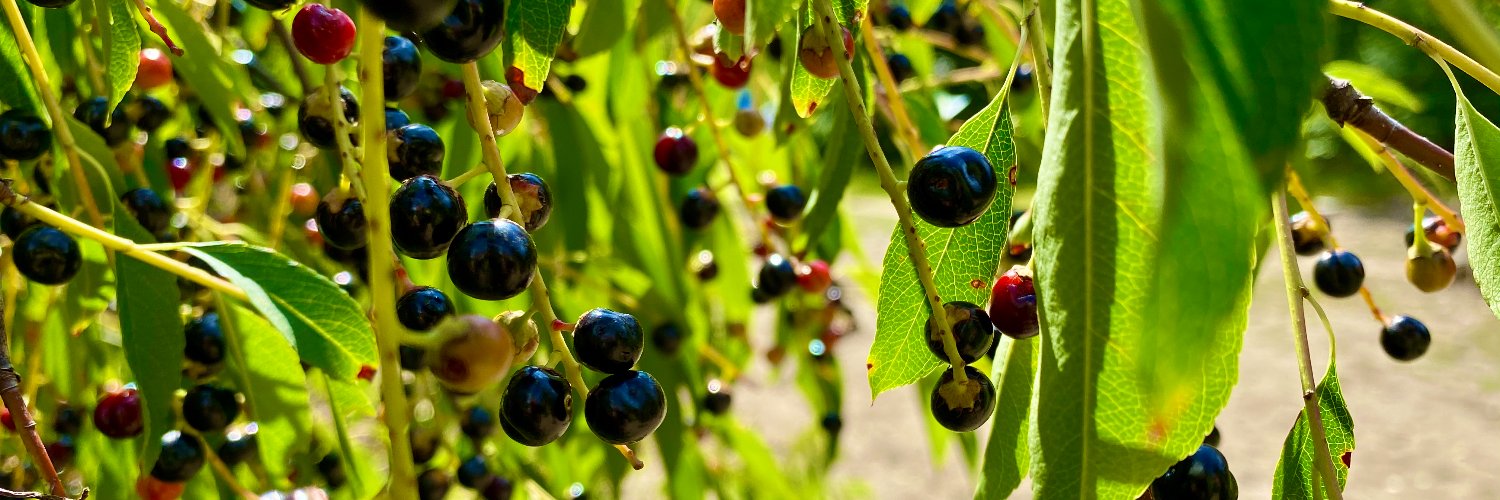 Kelsey de Haan banner