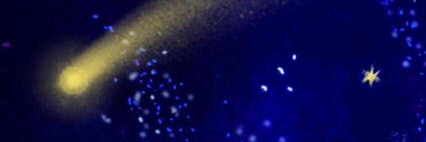Ginger banner