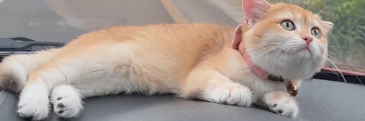kannina666's profile banner image