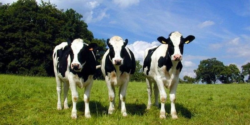 holstein314's profile banner image