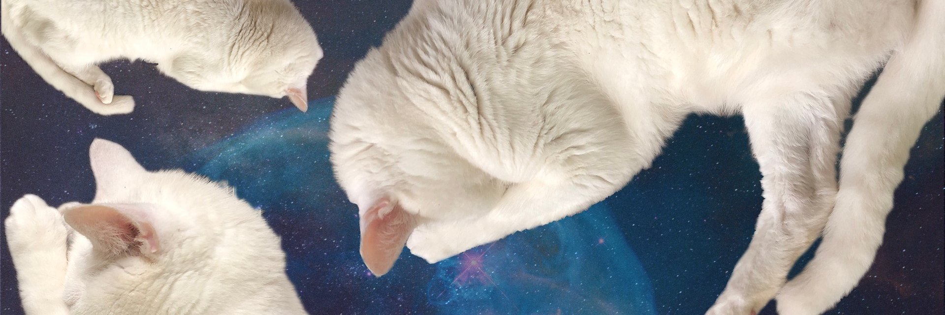 madelinewoolway's profile banner image