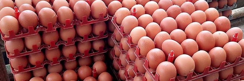 mastertelur_egg's profile banner image