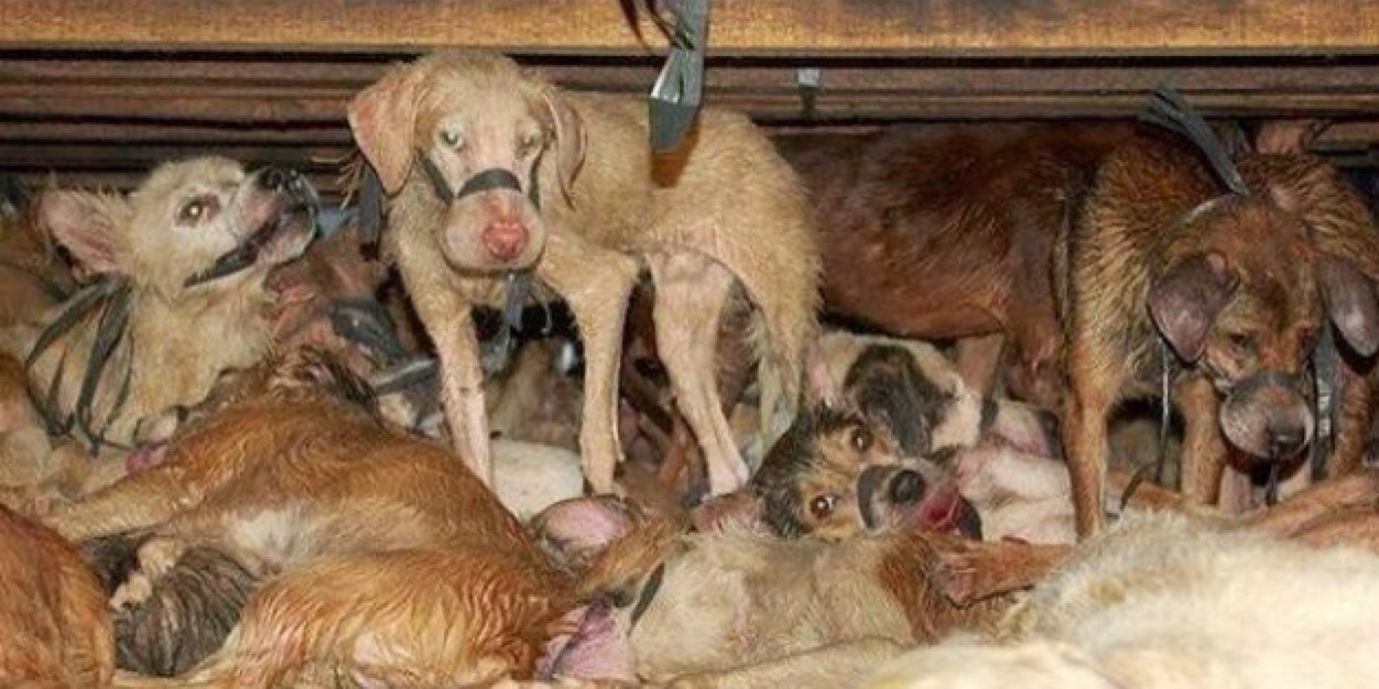 #StopEatingDogs banner