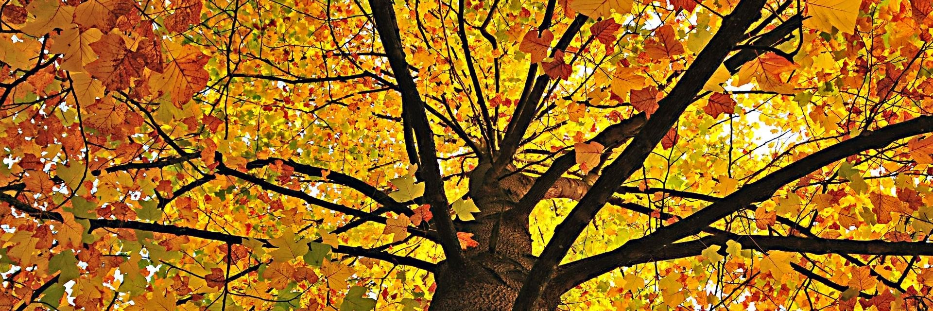 TomahawkTree's profile banner image