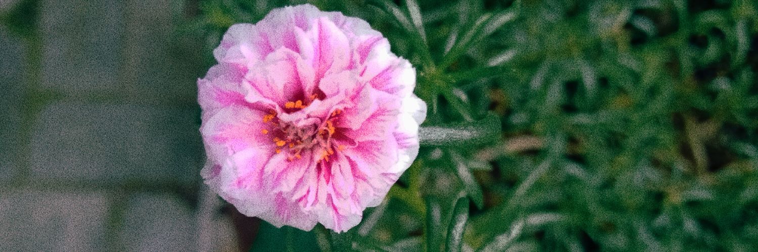 vvsunnflower's profile banner image