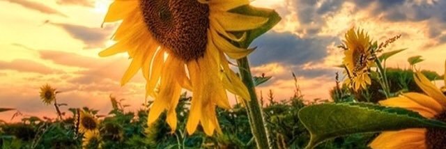 Tori Cain banner