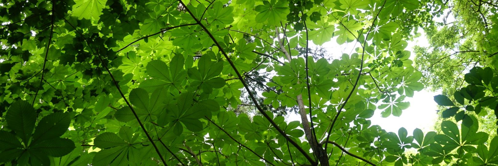 アホ柳さん banner