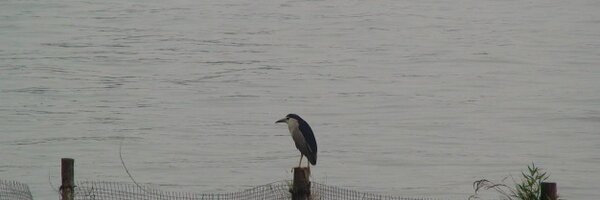 Akiliense Profile Banner