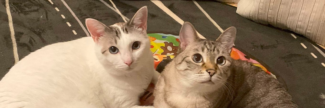 加藤 治 / KATO Osamu @ AltairLLC★ 🐈🐈 banner