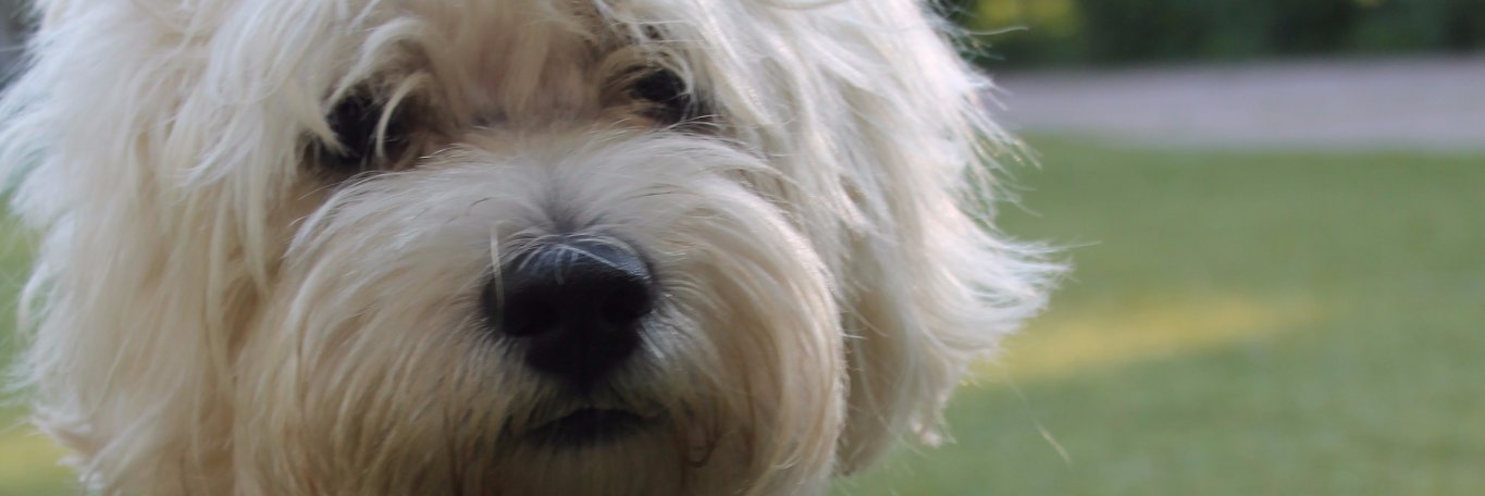 microzaim's profile banner image
