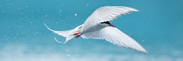 ArcternVC Profile Banner