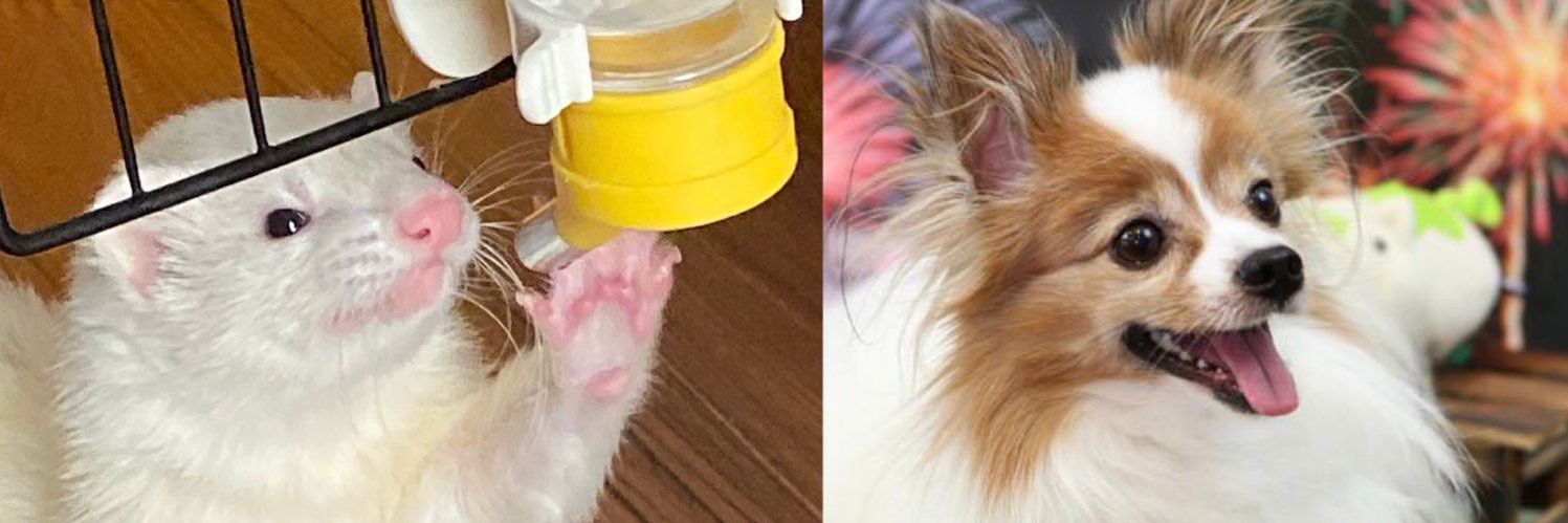 さっちん (Satoshi Ohmori) banner