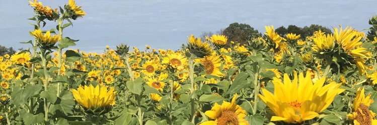 _sime1_'s profile banner image